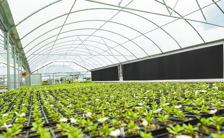 Reeves Center Feed Split Evaporative Cooling Systems for Greenhouses