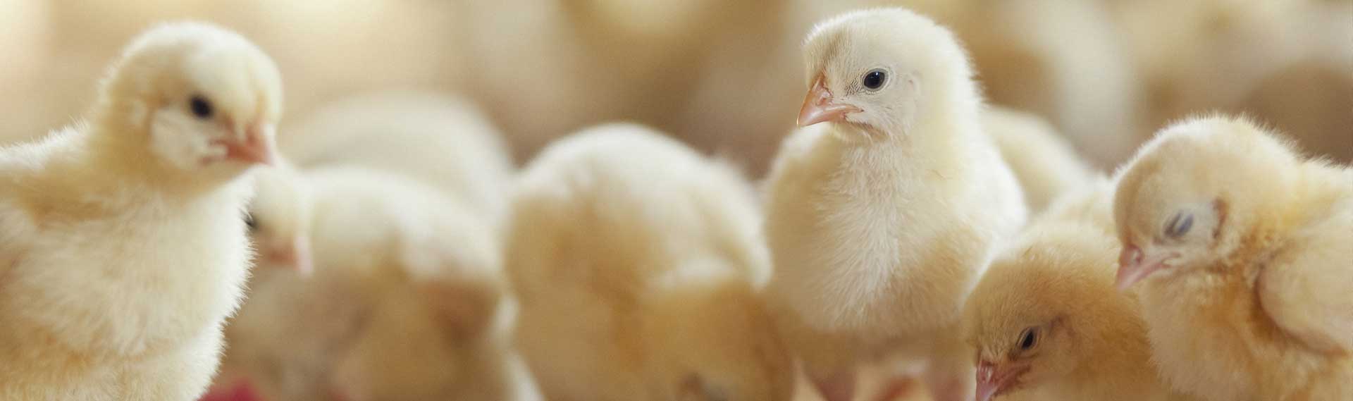 poultry-header.jpg
