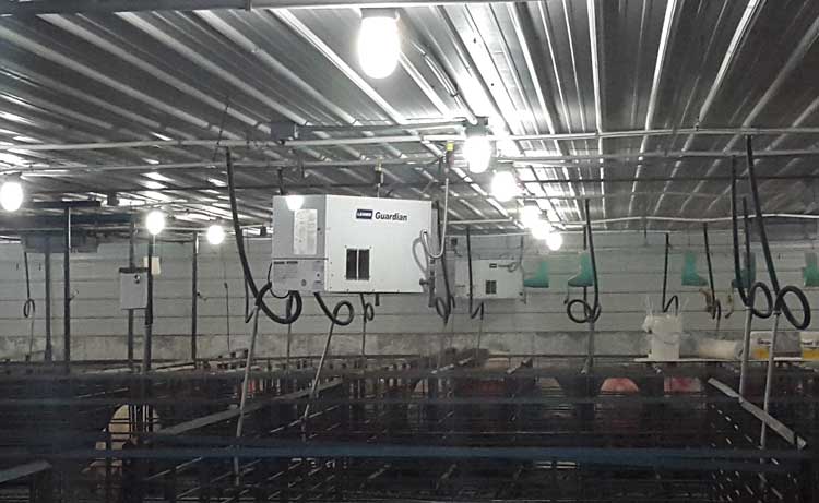 Guardian forced air heaters in a pig farrowing room.