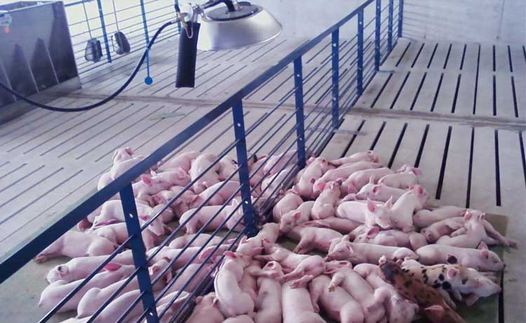 I-Series Swine Brooders