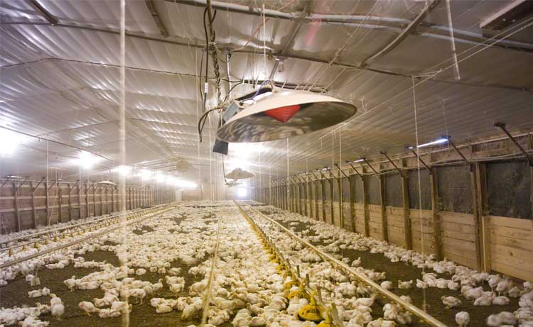 I-Series Poultry Brooders