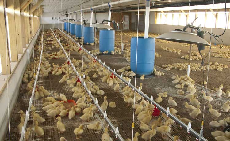I-Series Radiant Brooders in a Poultry (duck) Facility.