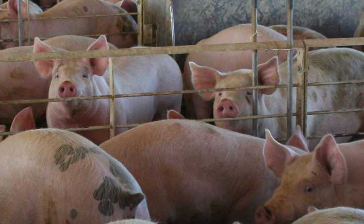pigs.jpg