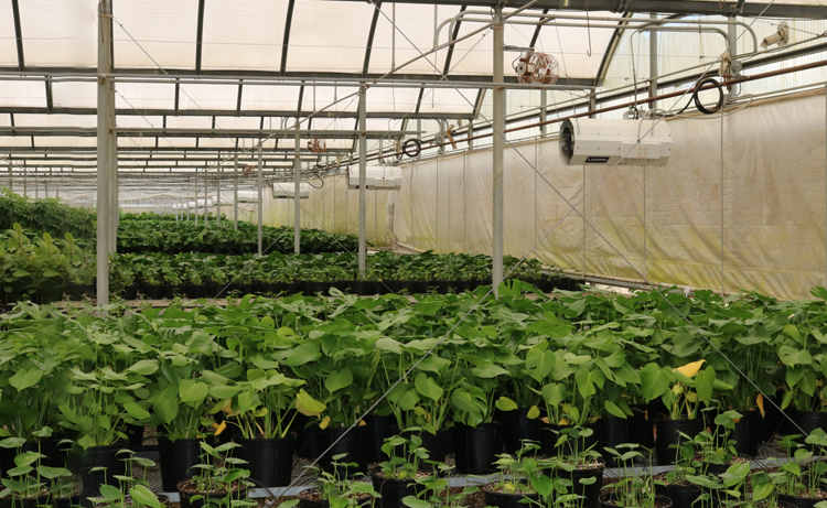 The Bloom Greenhouse Heater hanging in a greenhouse.