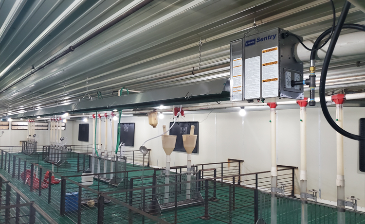 A Sentry radiant tube heater in a swine barn.