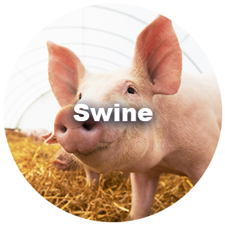 Swine Products